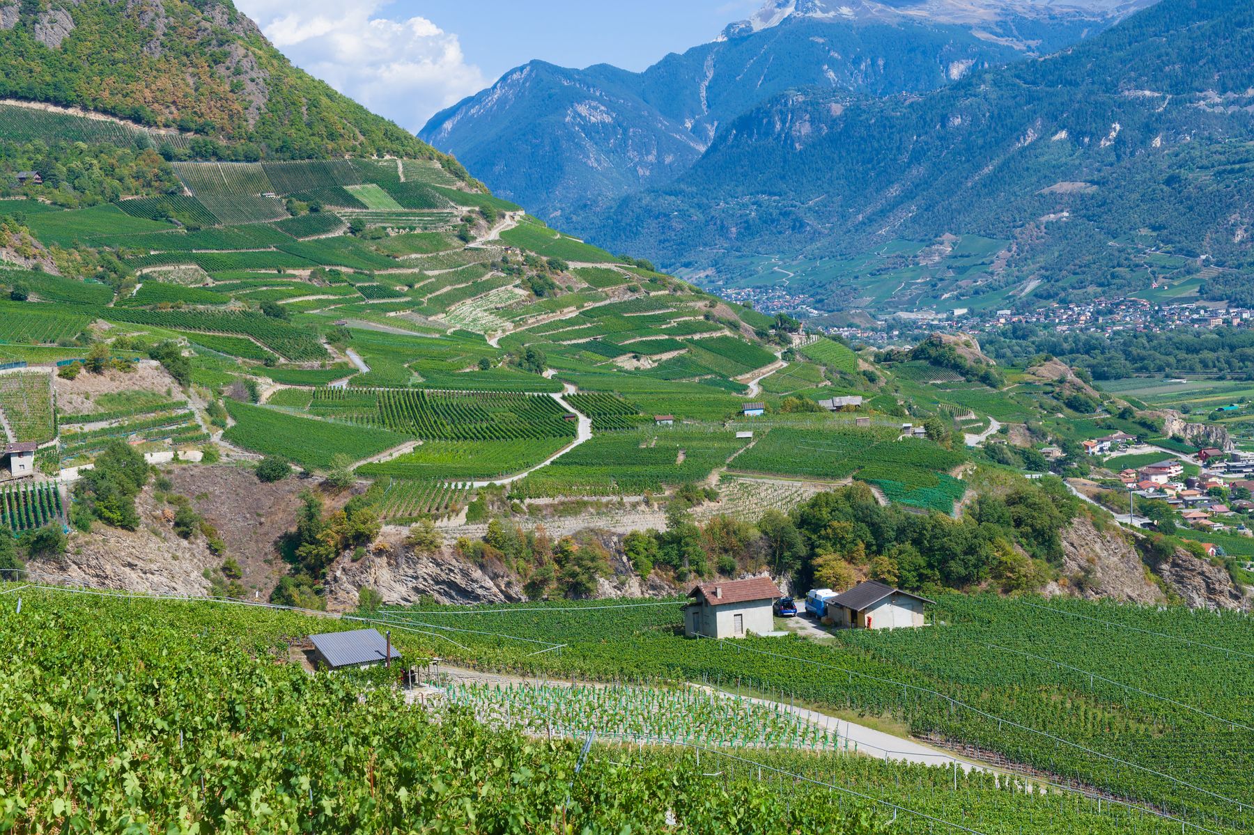 Vignobles en terrasses de la vallée du Rhône en Valais, montagnes en arrière-plan